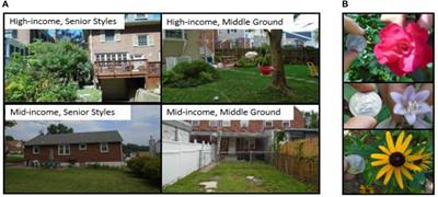 Time Is Not Money: Income Is More Important Than Lifestage for Explaining Patterns of Residential Yard Plant Community Structure and Diversity in Baltimore